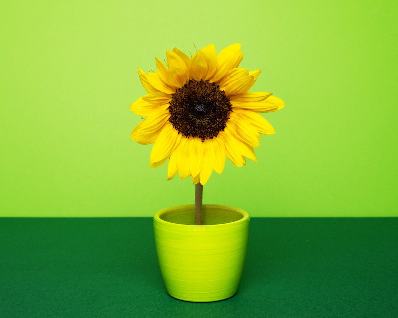 Обои желтый, зелёный, фон, цветок, лепестки, подсолнух, горшок, yellow, green, background, flower, petals, sunflower, pot разрешение 1920x1080 Загрузить