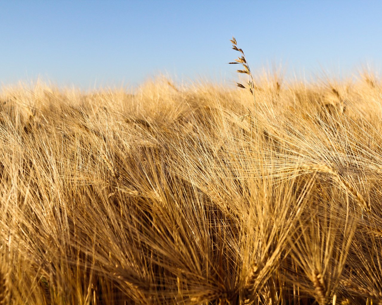 Обои небо, природа, макро, поле, колосья, пшеница, урожай, the sky, nature, macro, field, ears, wheat, harvest разрешение 2560x1600 Загрузить