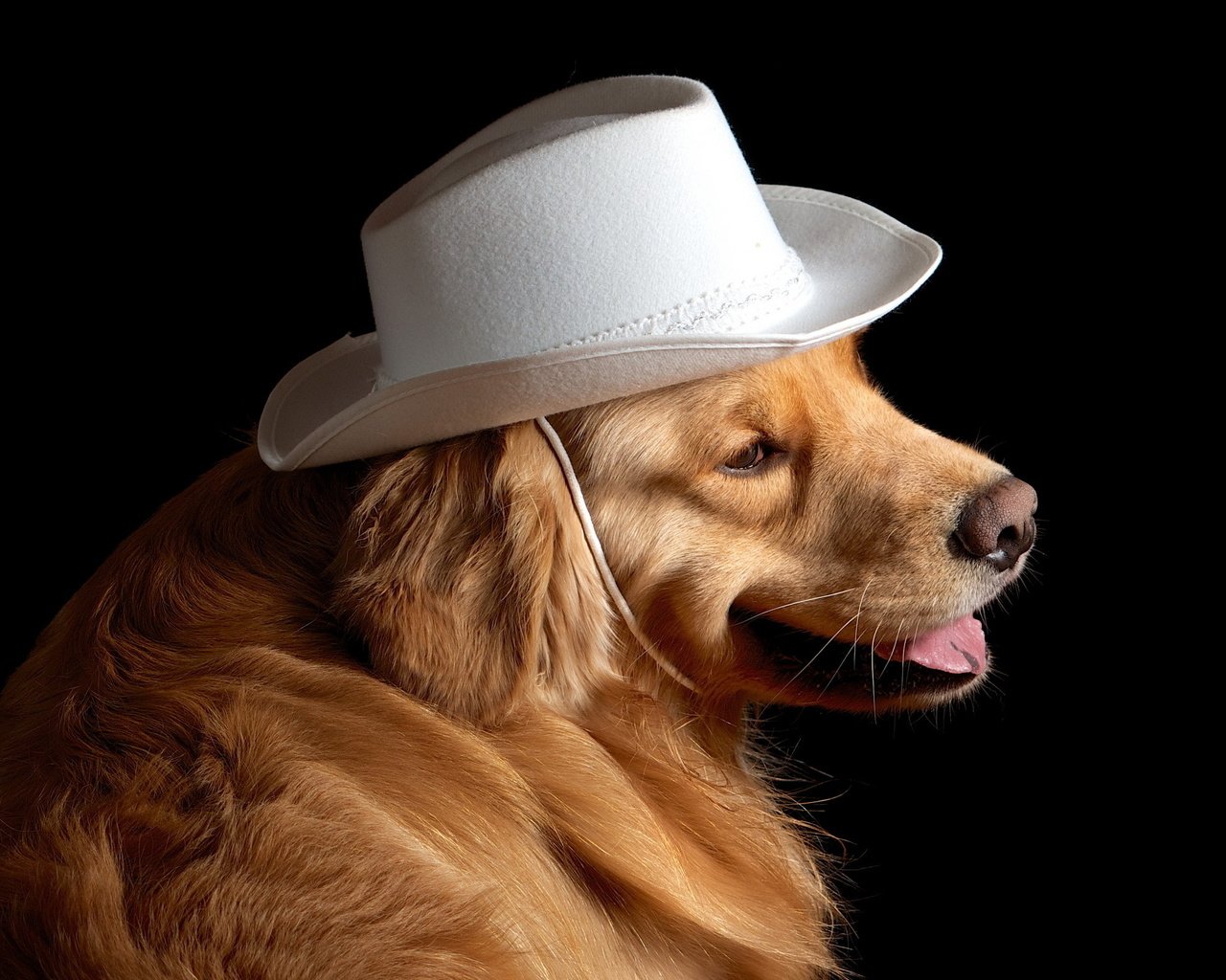 Обои собака, друг, шляпа, золотистый ретривер, dog, each, hat, golden retriever разрешение 2560x1600 Загрузить
