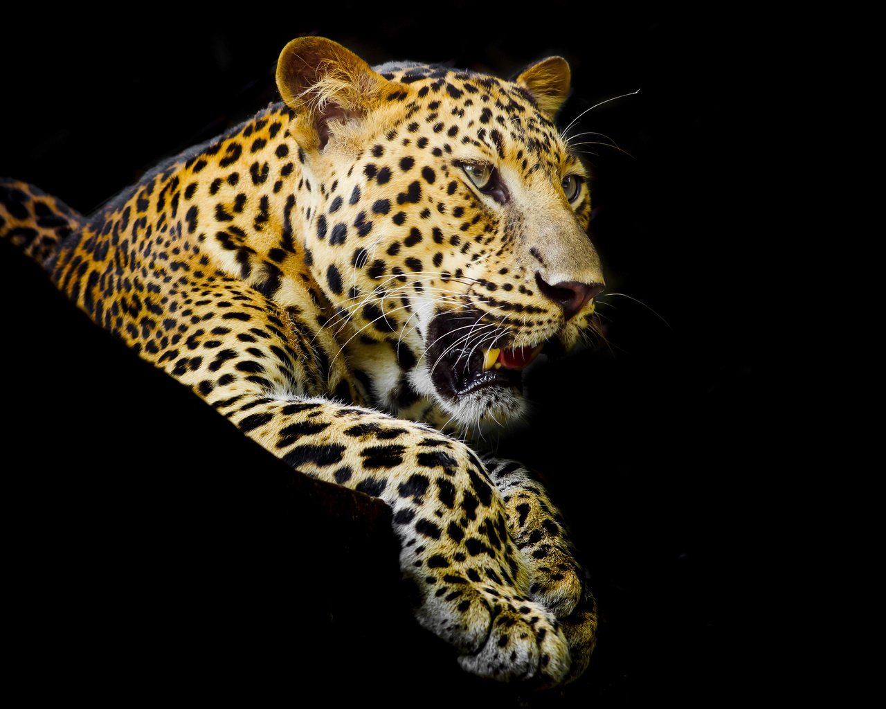 Обои лапы, леопард, клыки, хищник, черный фон, пятнистый, paws, leopard, fangs, predator, black background, spotted разрешение 4500x3600 Загрузить