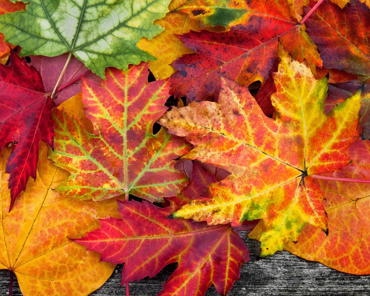 Обои природа, листья, макро, разноцветные, осень, осенние, nature, leaves, macro, colorful, autumn разрешение 3840x2560 Загрузить