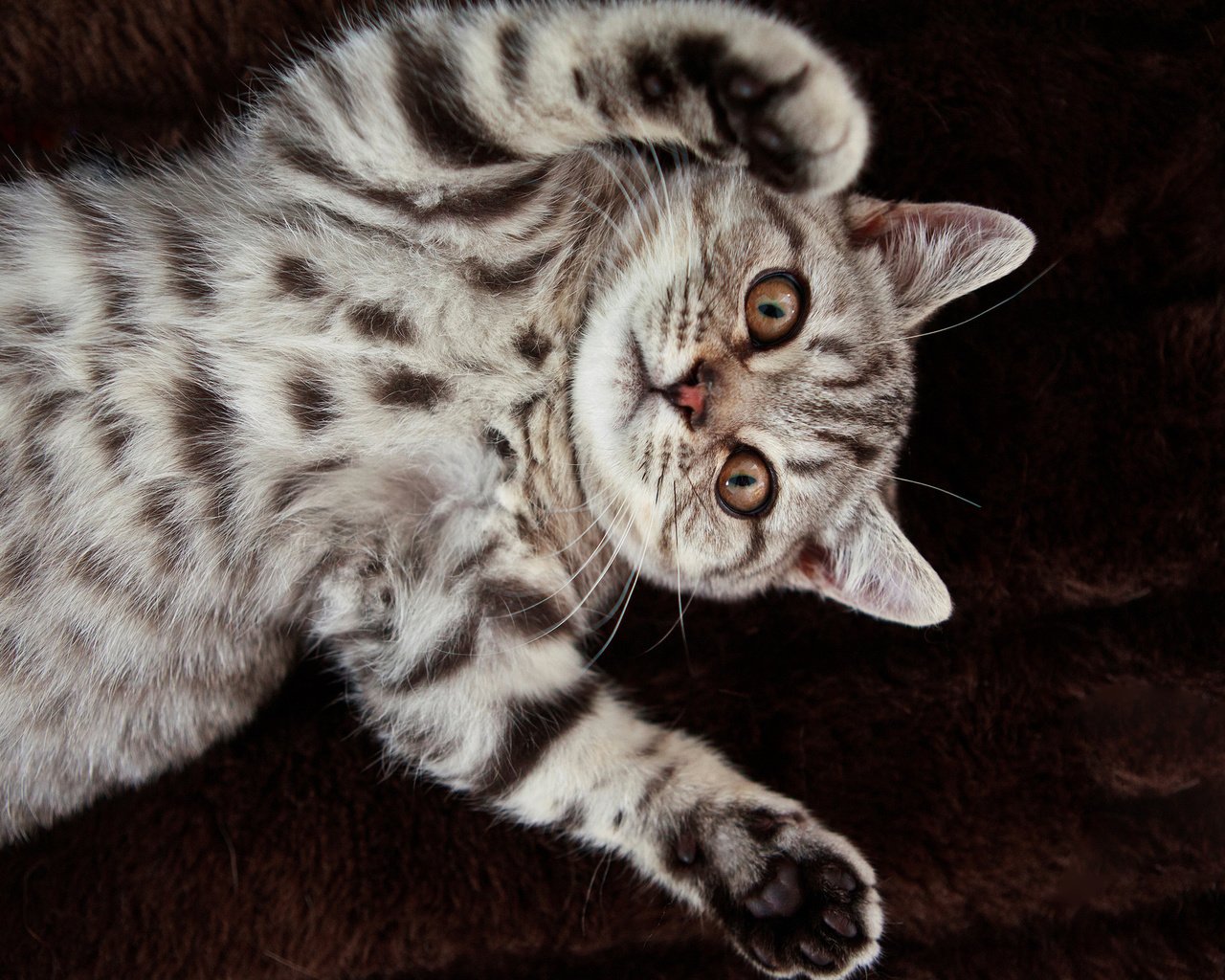 Обои кот, кошка, британец, британская короткошерстная, cat, british, british shorthair разрешение 2560x1600 Загрузить