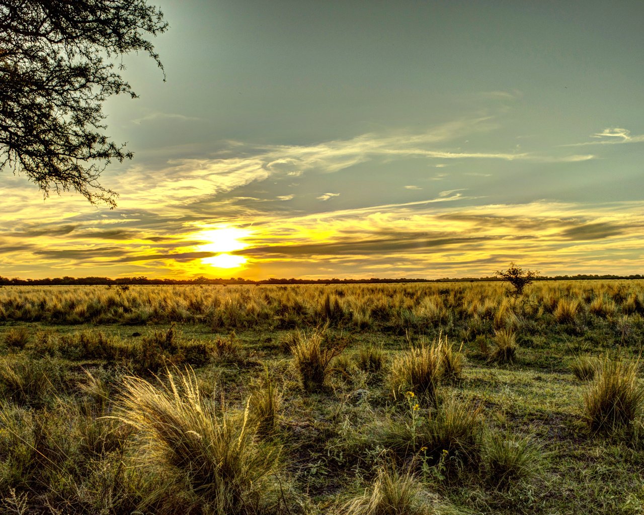 Обои небо, трава, поле, горизонт, рассвет, аргентина, the sky, grass, field, horizon, dawn, argentina разрешение 3008x2000 Загрузить