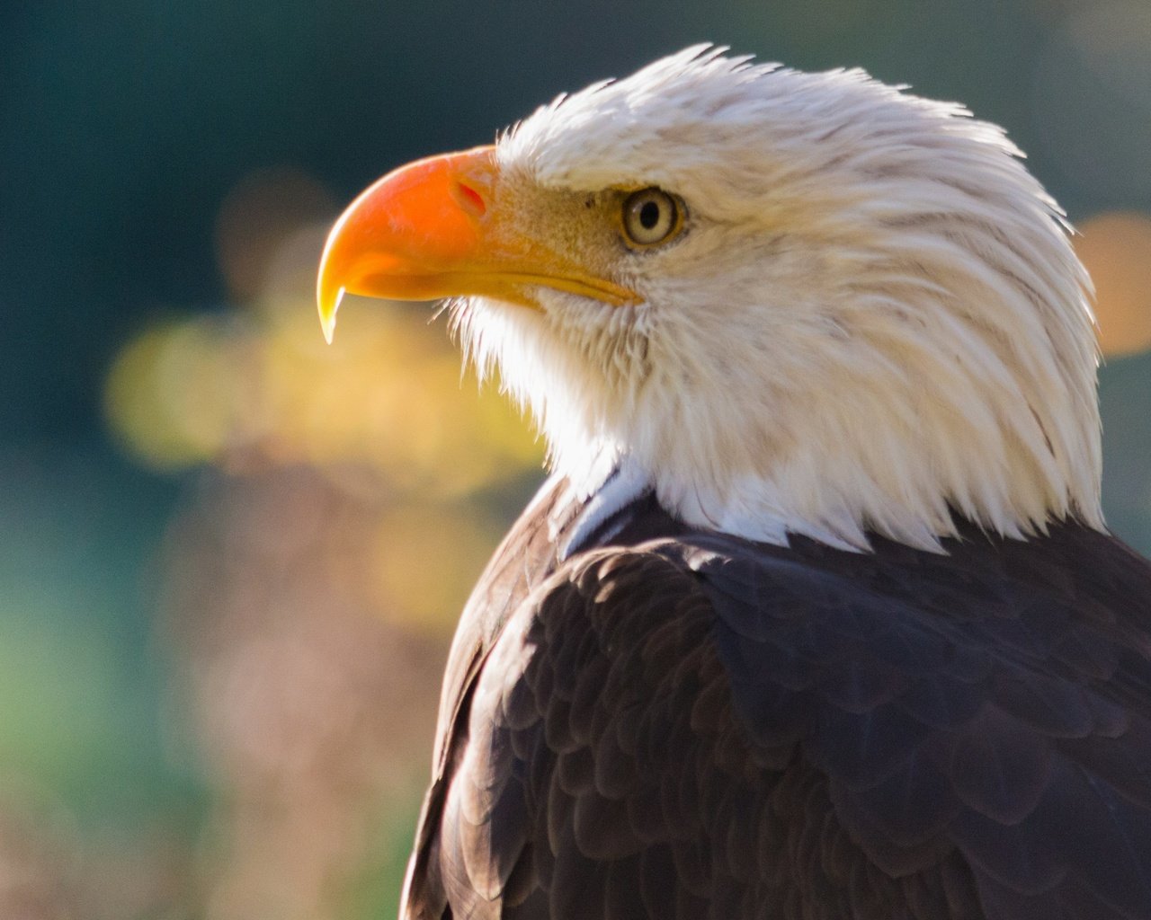 Обои хищник, птица, клюв, голова, белоголовый орлан, predator, bird, beak, head, bald eagle разрешение 3840x2160 Загрузить
