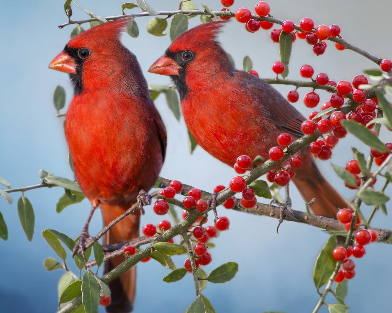 Обои ветки, птицы, парочка, ягоды, красный кардинал, кардиналы, branches, birds, a couple, berries, red cardinal, the cardinals разрешение 1920x1200 Загрузить