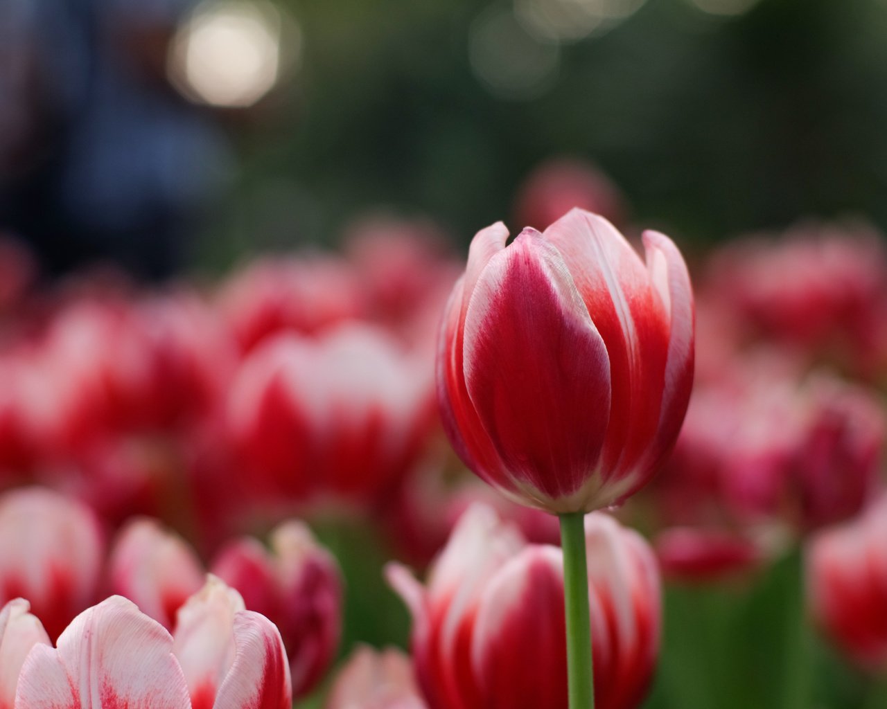 Обои цветы, лепестки, весна, тюльпаны, flowers, petals, spring, tulips разрешение 4896x3264 Загрузить
