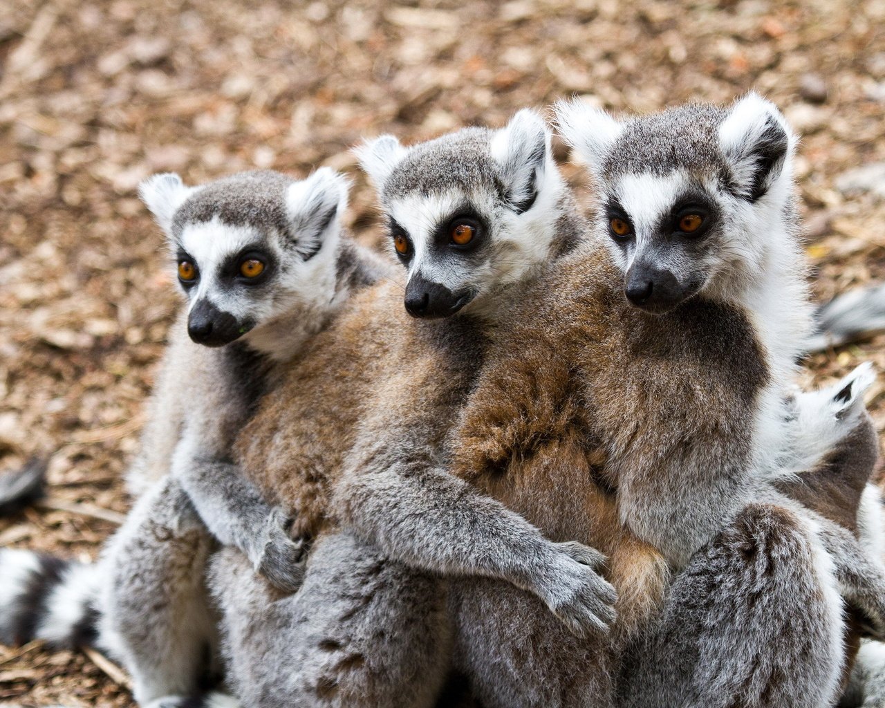 Обои животные, лемуры, animals, lemurs разрешение 2560x1700 Загрузить