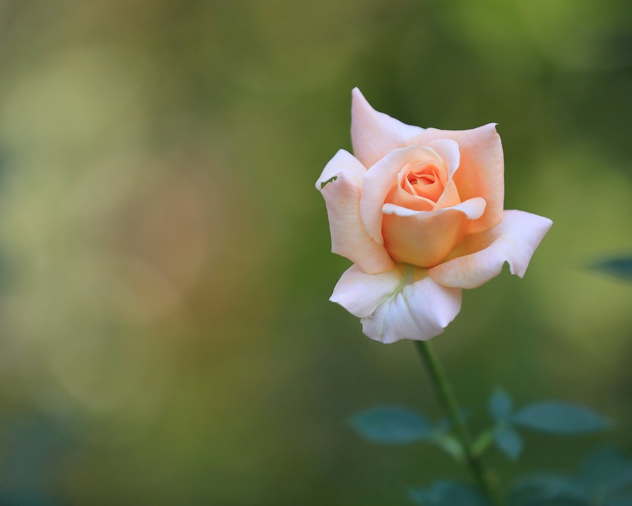 Обои природа, цветок, роза, осень, розовая, nature, flower, rose, autumn, pink разрешение 2048x1365 Загрузить
