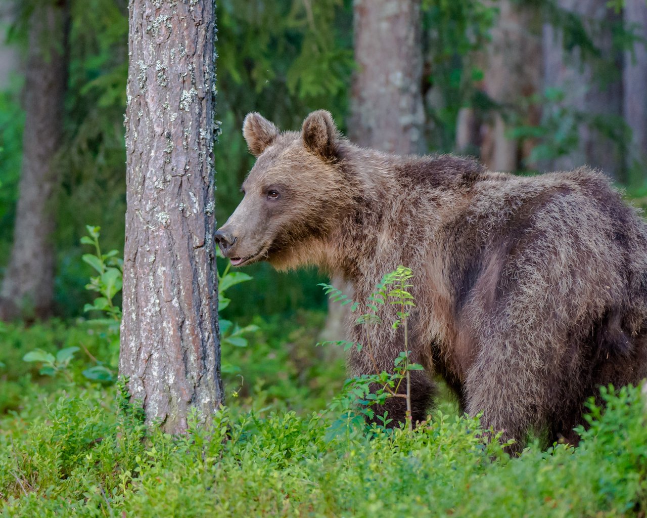 Обои лес, медведь, хищник, forest, bear, predator разрешение 2767x1842 Загрузить