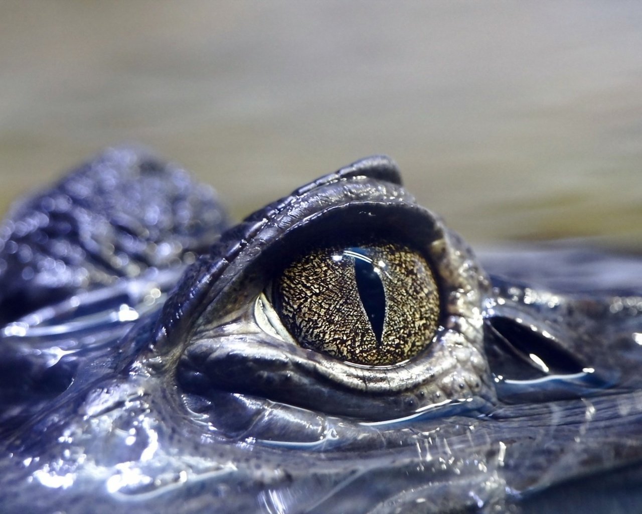 Обои глаза, вода, крокодил, рептилия, глазок, пресмыкающееся, аллигатор, eyes, water, crocodile, reptile, eye, alligator разрешение 2560x1600 Загрузить