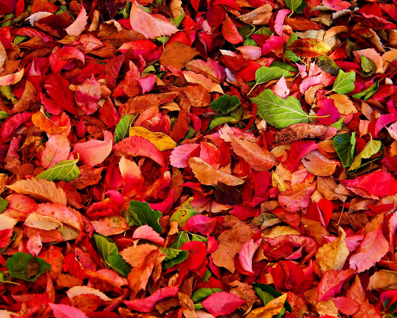 Обои текстура, листья, осень, багрянец, texture, leaves, autumn, the crimson разрешение 2048x1536 Загрузить