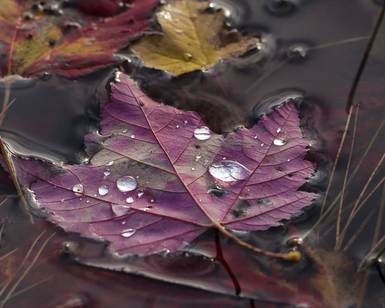 Обои природа, осень, лист, nature, autumn, sheet разрешение 1920x1200 Загрузить