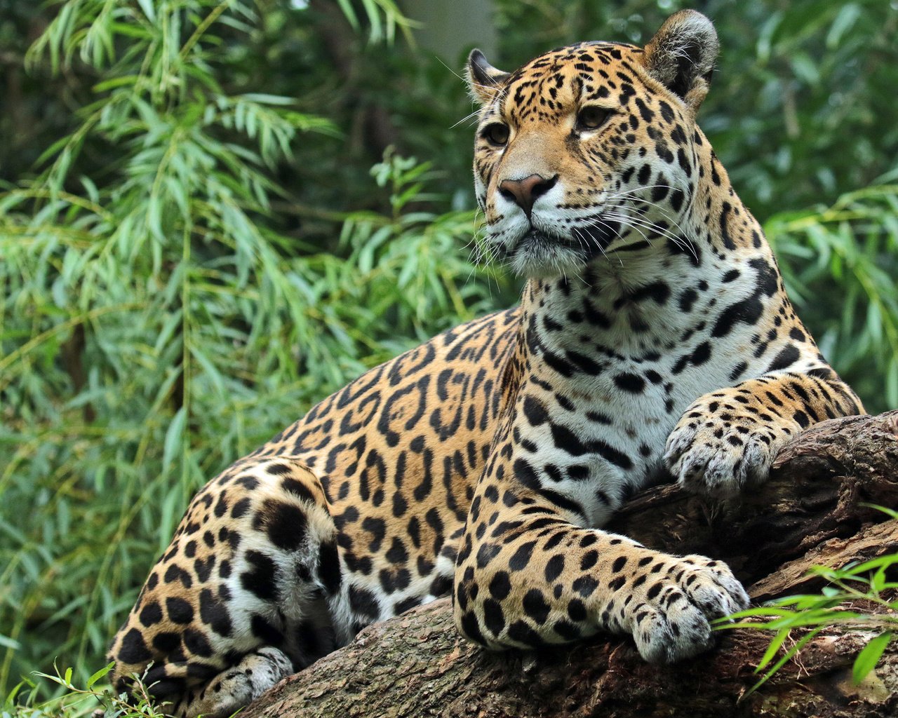 Обои морда, лапы, хищник, большая кошка, ягуар, животное, ягуа́р, face, paws, predator, big cat, jaguar, animal разрешение 4168x3344 Загрузить