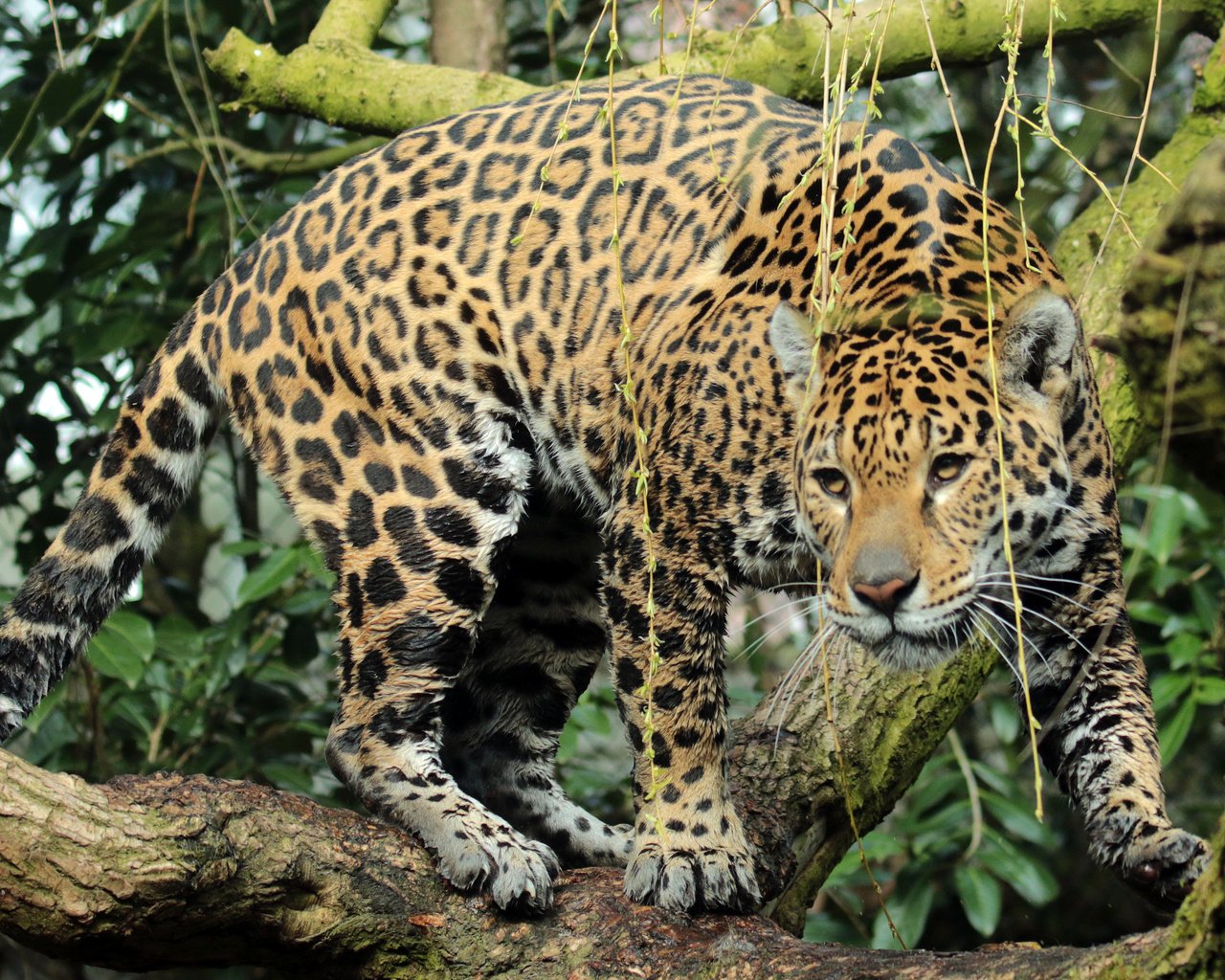 Обои хищник, ягуар, животное, ягуа́р, predator, jaguar, animal разрешение 3864x2760 Загрузить