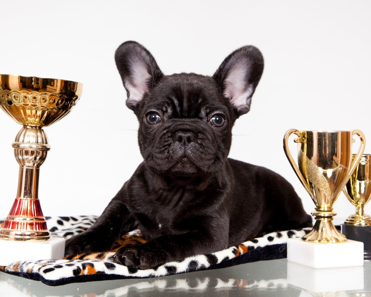 Обои черный, щенок, награды, бульдог, французский, кубки, black, puppy, awards, bulldog, french, cups разрешение 2400x1470 Загрузить