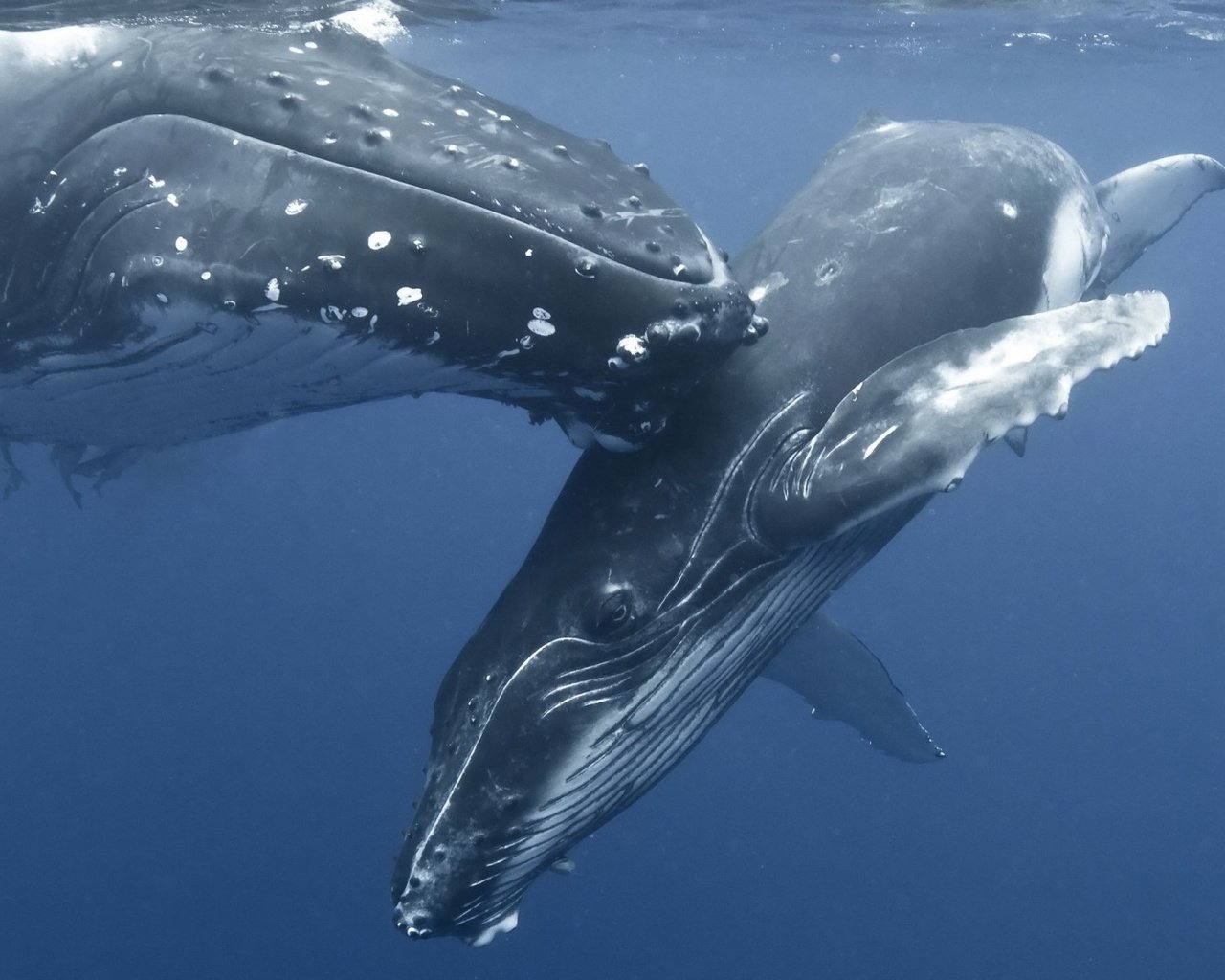 Обои океан, киты, подводный мир, горбатые киты, the ocean, whales, underwater world, humpback whales разрешение 1920x1080 Загрузить