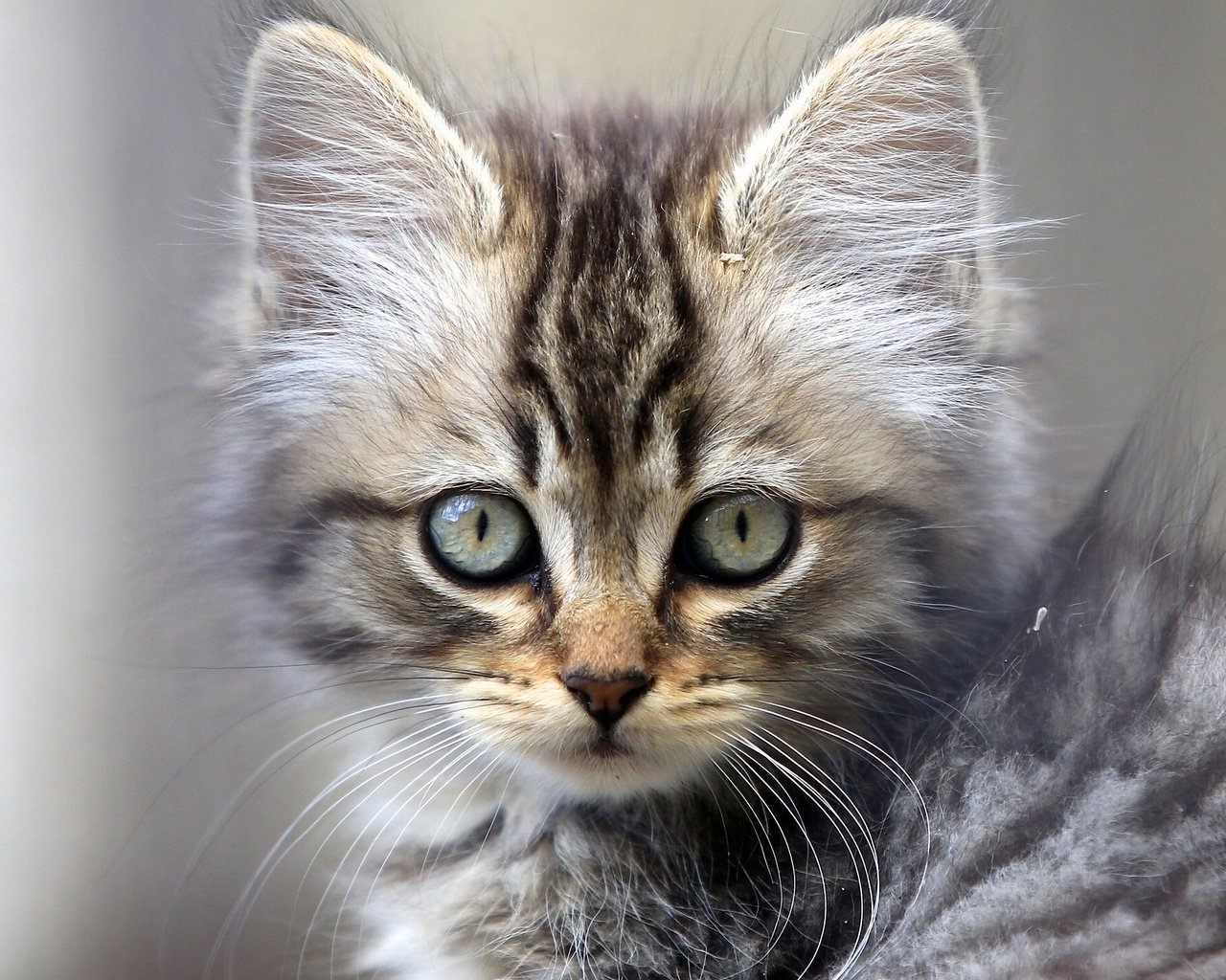 Обои фон, кошка, взгляд, котенок, background, cat, look, kitty разрешение 1920x1441 Загрузить