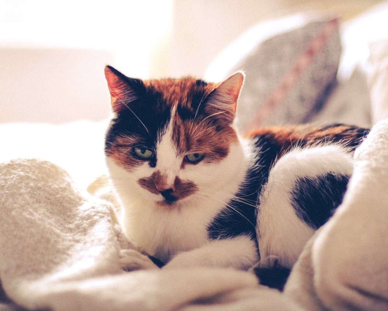 Обои кот, кровать, одеяло, подушка, cat, bed, blanket, pillow разрешение 2304x1536 Загрузить