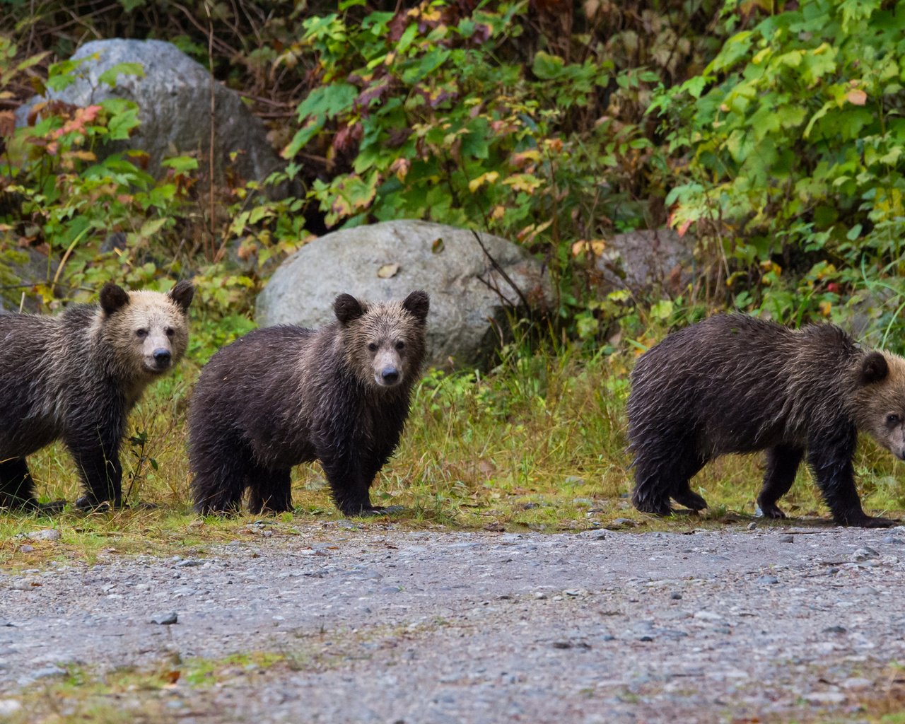 Обои природа, медведь, прогулка, медведи, бурый медведь, nature, bear, walk, bears, brown bear разрешение 2334x1285 Загрузить