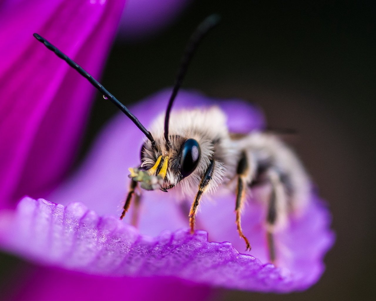 Обои макро, насекомое, фон, цветок, пчела, macro, insect, background, flower, bee разрешение 1920x1200 Загрузить