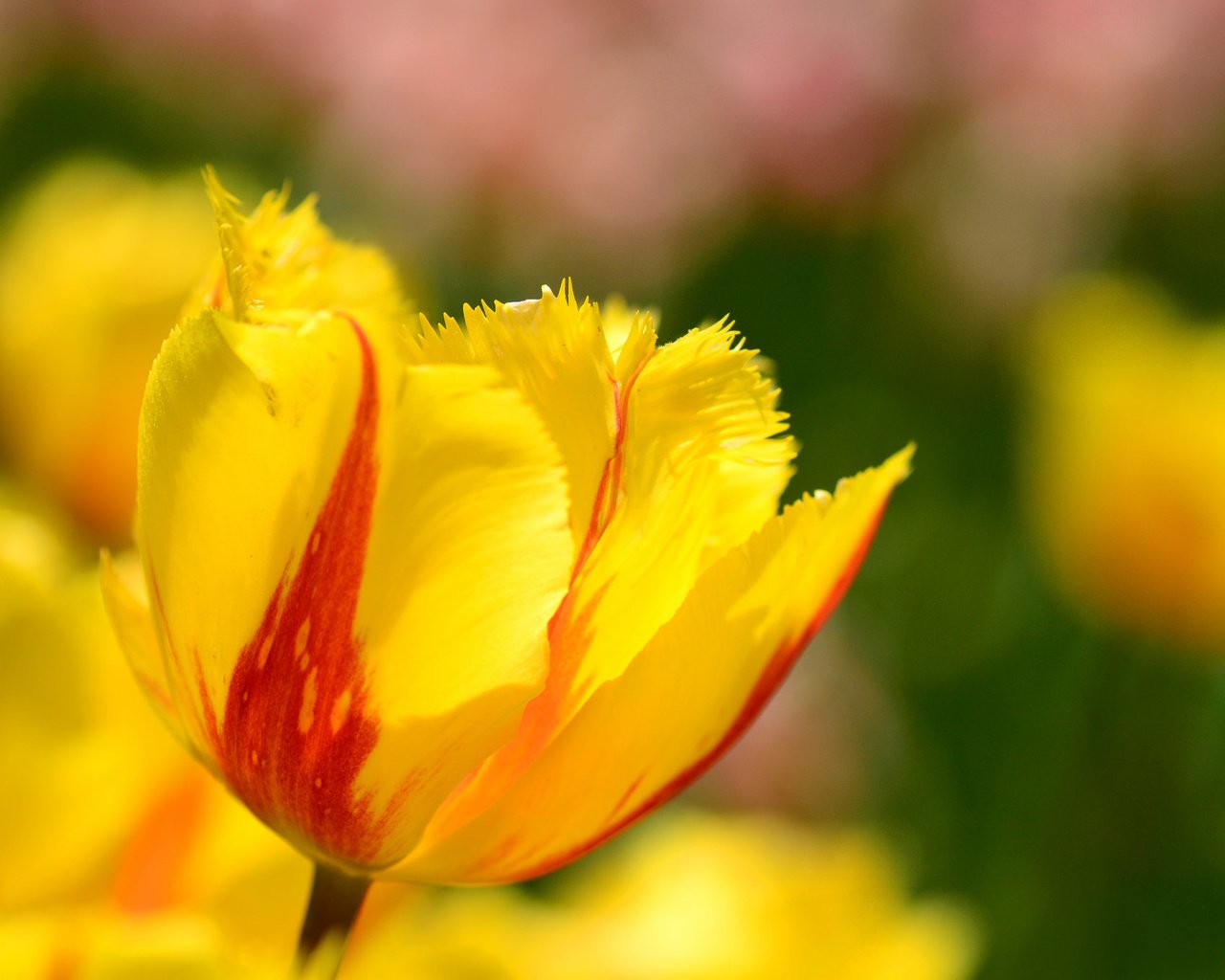 Обои цветы, макро, лепестки, весна, тюльпаны, flowers, macro, petals, spring, tulips разрешение 2048x1356 Загрузить