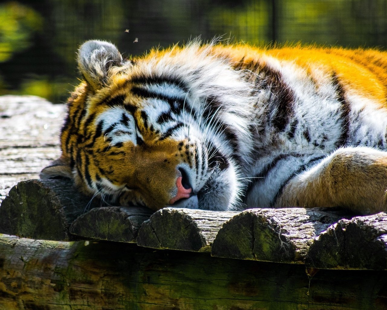 Обои тигр, морда, сон, хищник, отдых, зоопарк, дикая кошка, tiger, face, sleep, predator, stay, zoo, wild cat разрешение 2048x1321 Загрузить