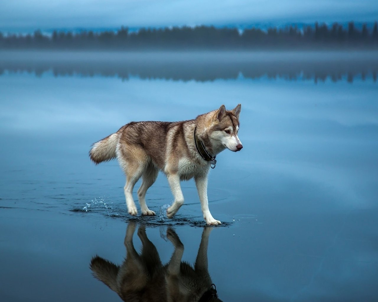 Обои вода, природа, собака, хаски, шаги, water, nature, dog, husky, steps разрешение 1920x1200 Загрузить