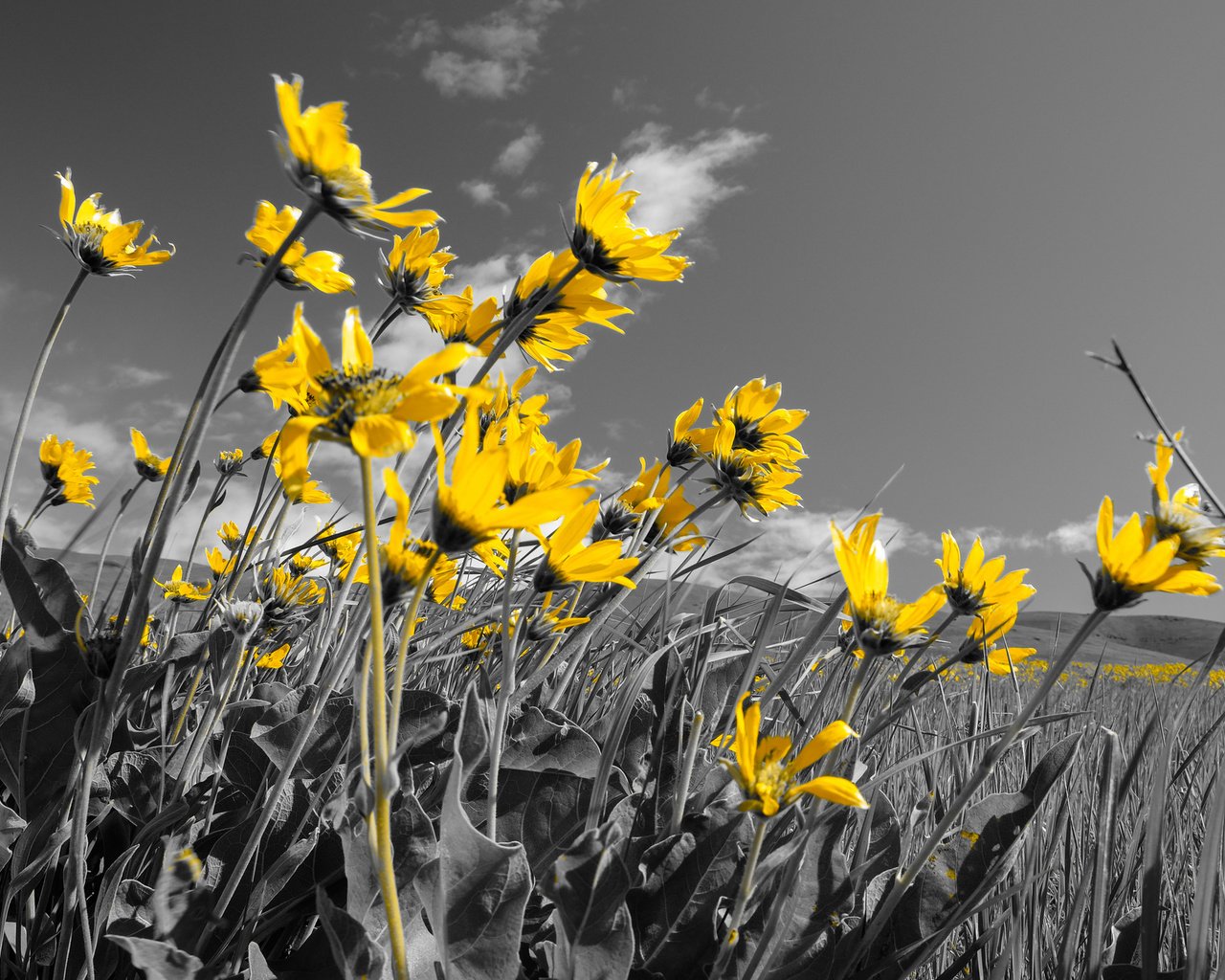 Обои небо, цветы, поле, луг, the sky, flowers, field, meadow разрешение 2048x1365 Загрузить