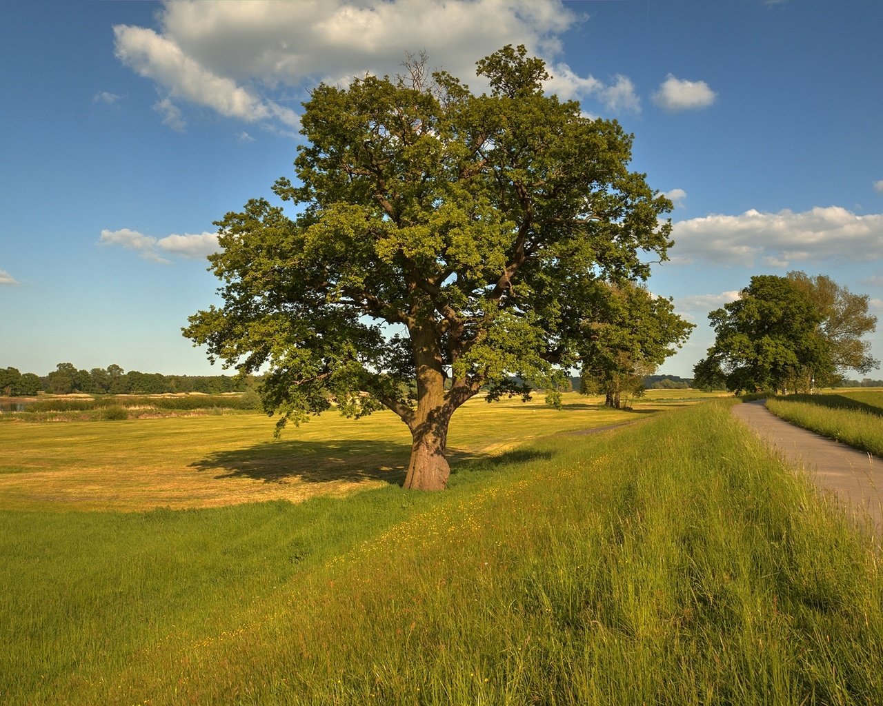 Обои дорога, деревья, пейзаж, поле, road, trees, landscape, field разрешение 1920x1280 Загрузить