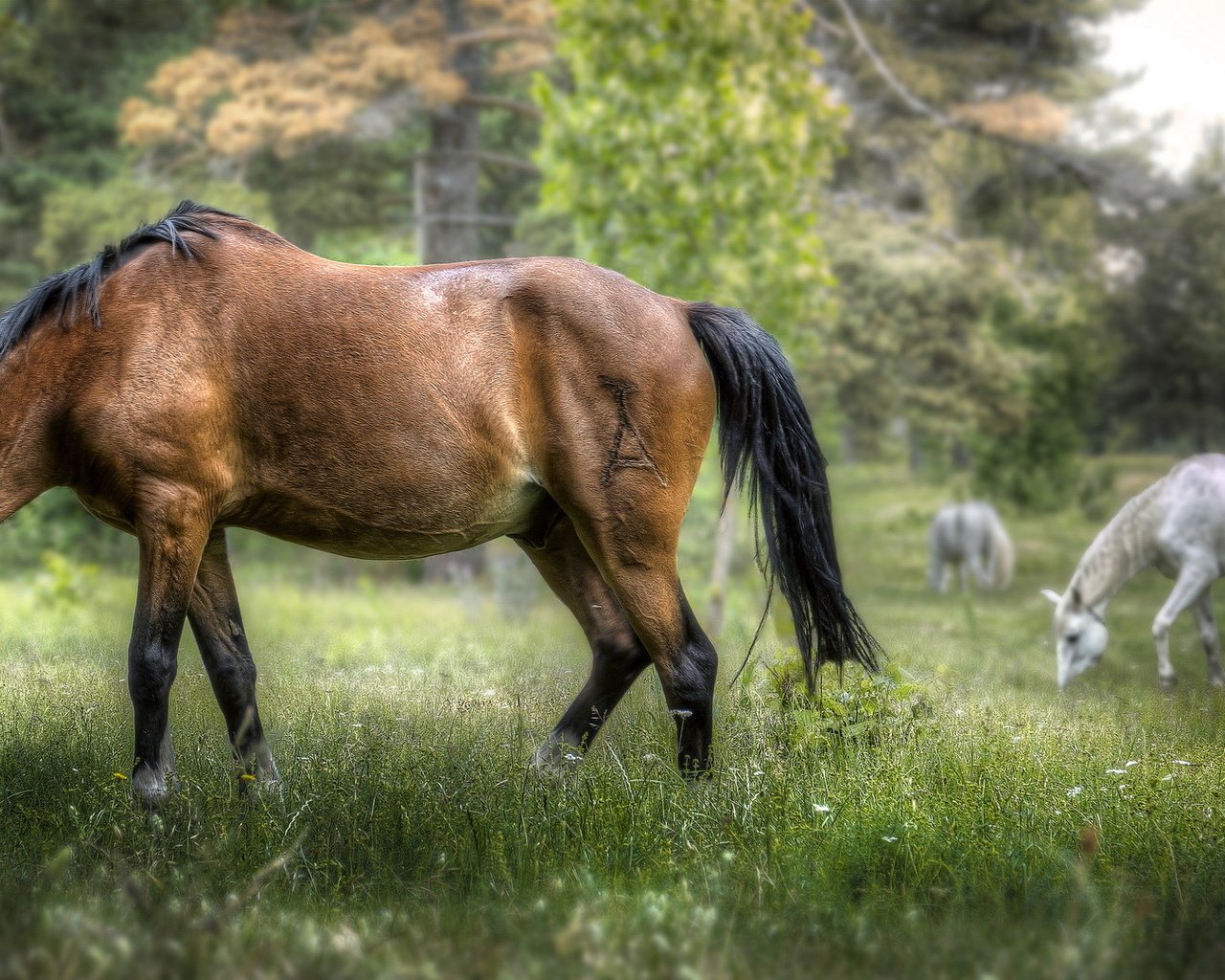 Обои трава, деревья, природа, фон, лошади, кони, grass, trees, nature, background, horse, horses разрешение 2035x1080 Загрузить