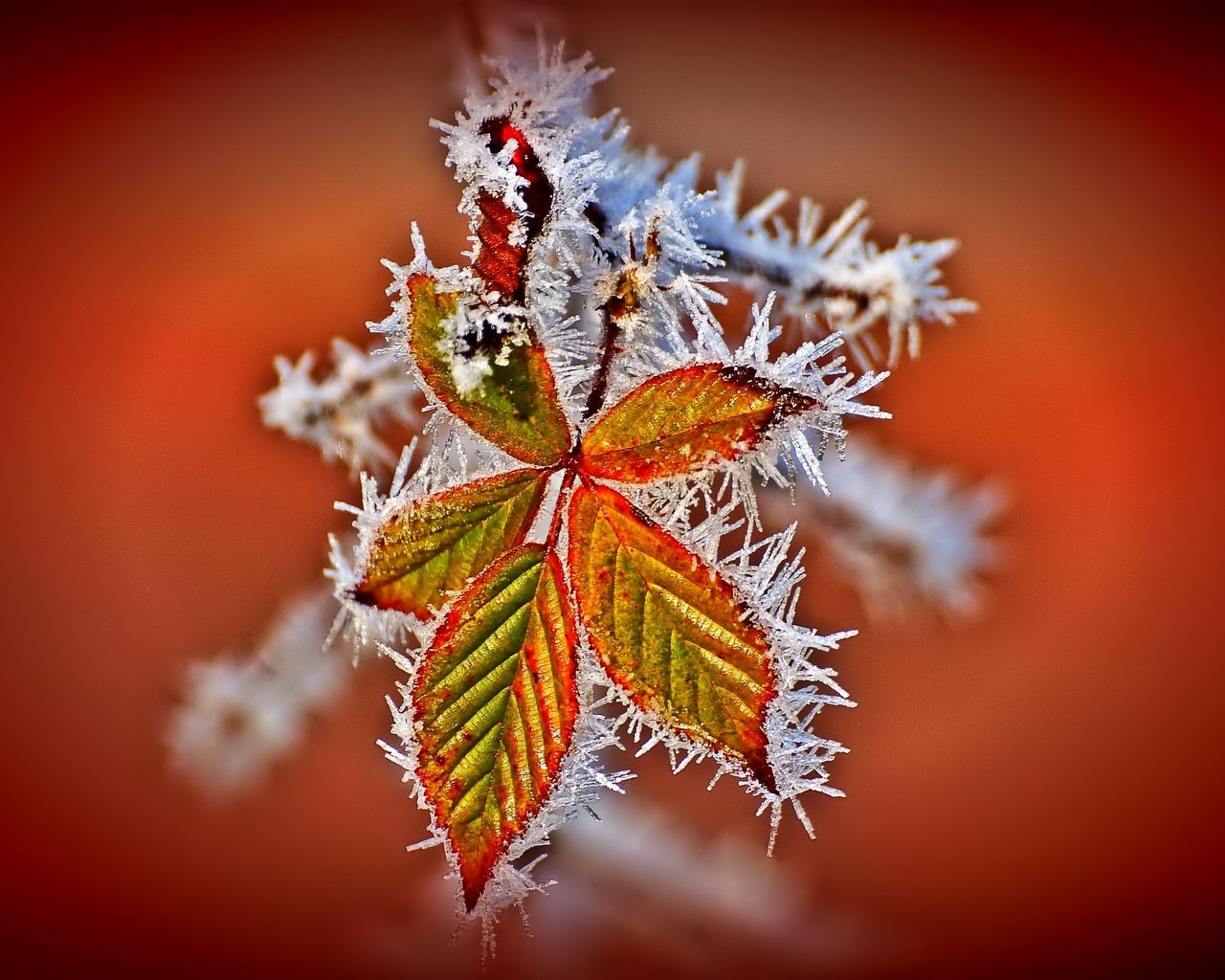 Обои листья, иней, осень, leaves, frost, autumn разрешение 2048x1361 Загрузить