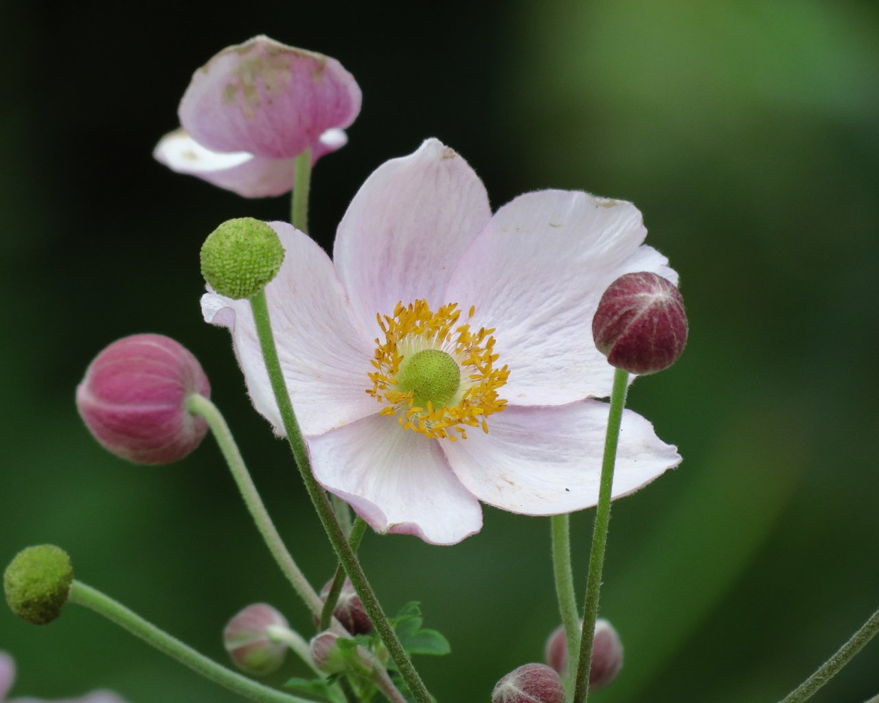 Обои белые лепестки, anemone hupehensis, японский анемон, white petals, japanese anemone разрешение 4000x3000 Загрузить