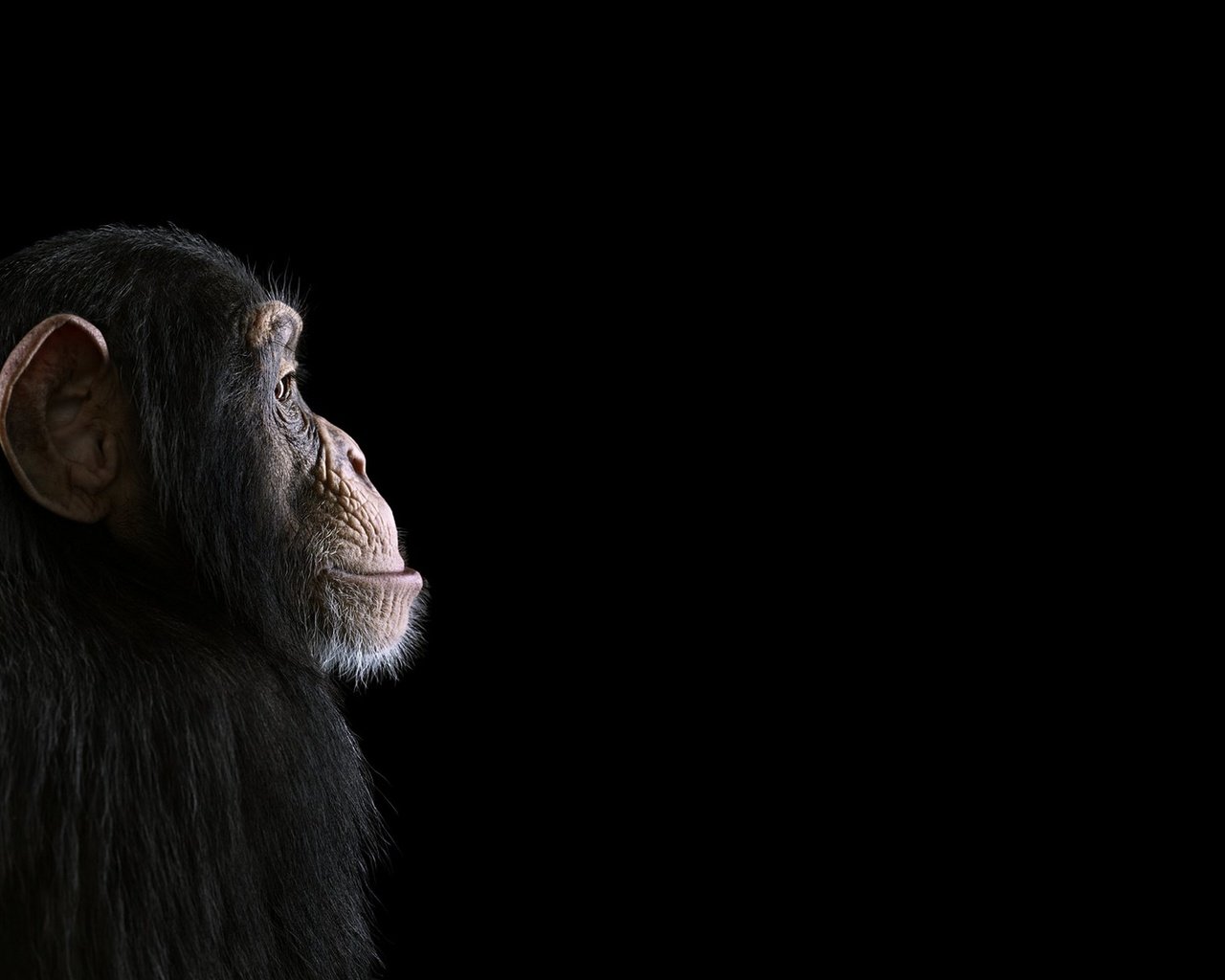 Обои фон, взгляд, профиль, черный фон, обезьяна, примат, шимпанзе, chimpanzee, background, look, profile, black background, monkey, the primacy of, chimpanzees разрешение 1920x1288 Загрузить