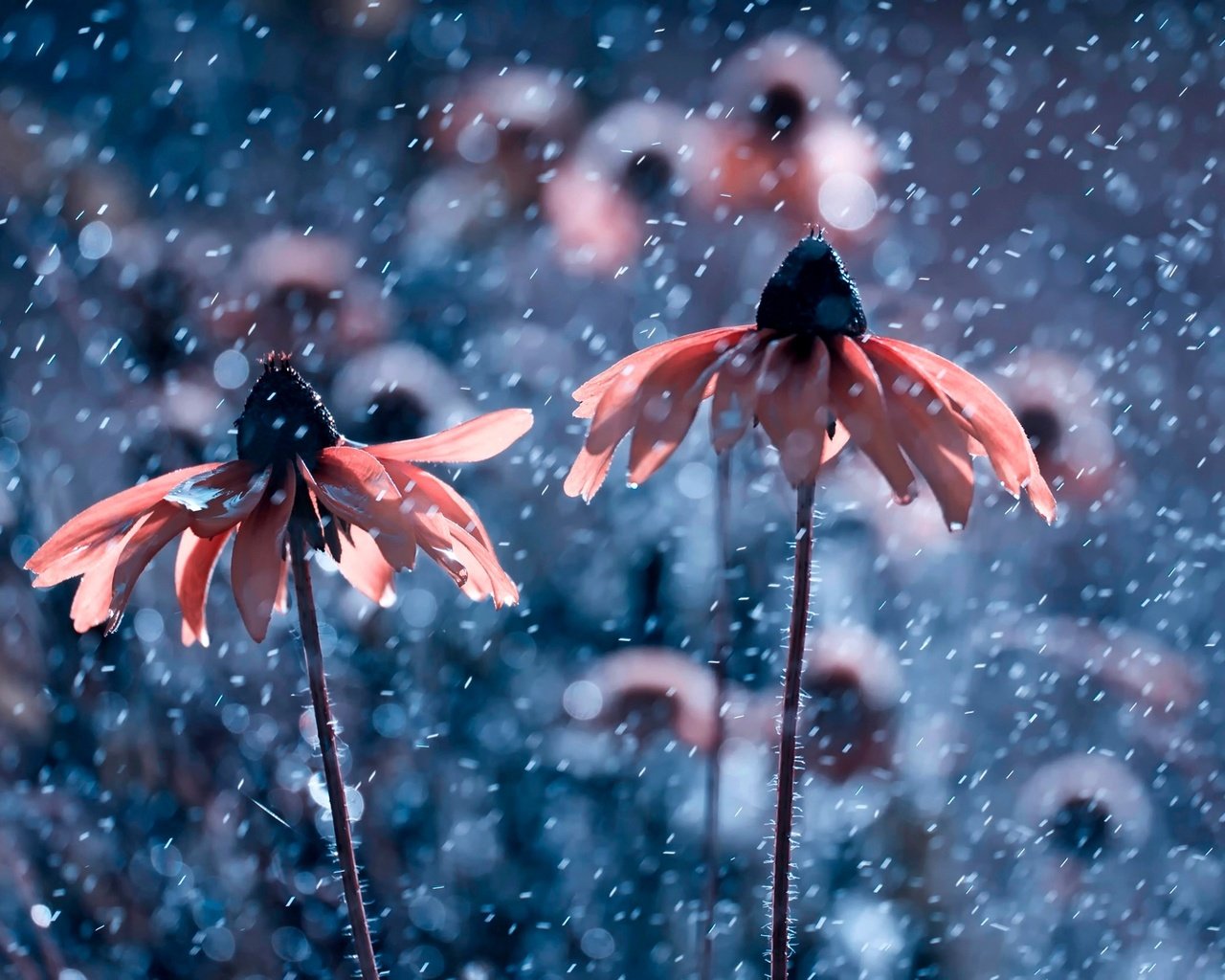 Обои цветы, природа, капли, дождь, рудбекия, flowers, nature, drops, rain, rudbeckia разрешение 2500x1667 Загрузить