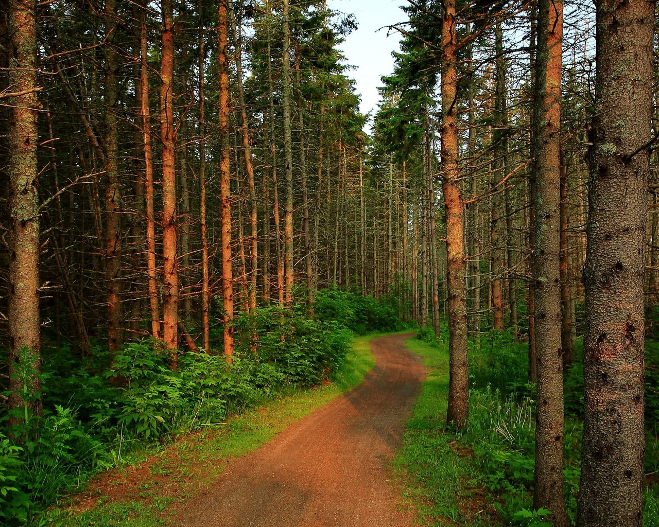 Обои деревья, лес, тропинка, деревь, на природе, trees, forest, path, nature разрешение 3840x3834 Загрузить