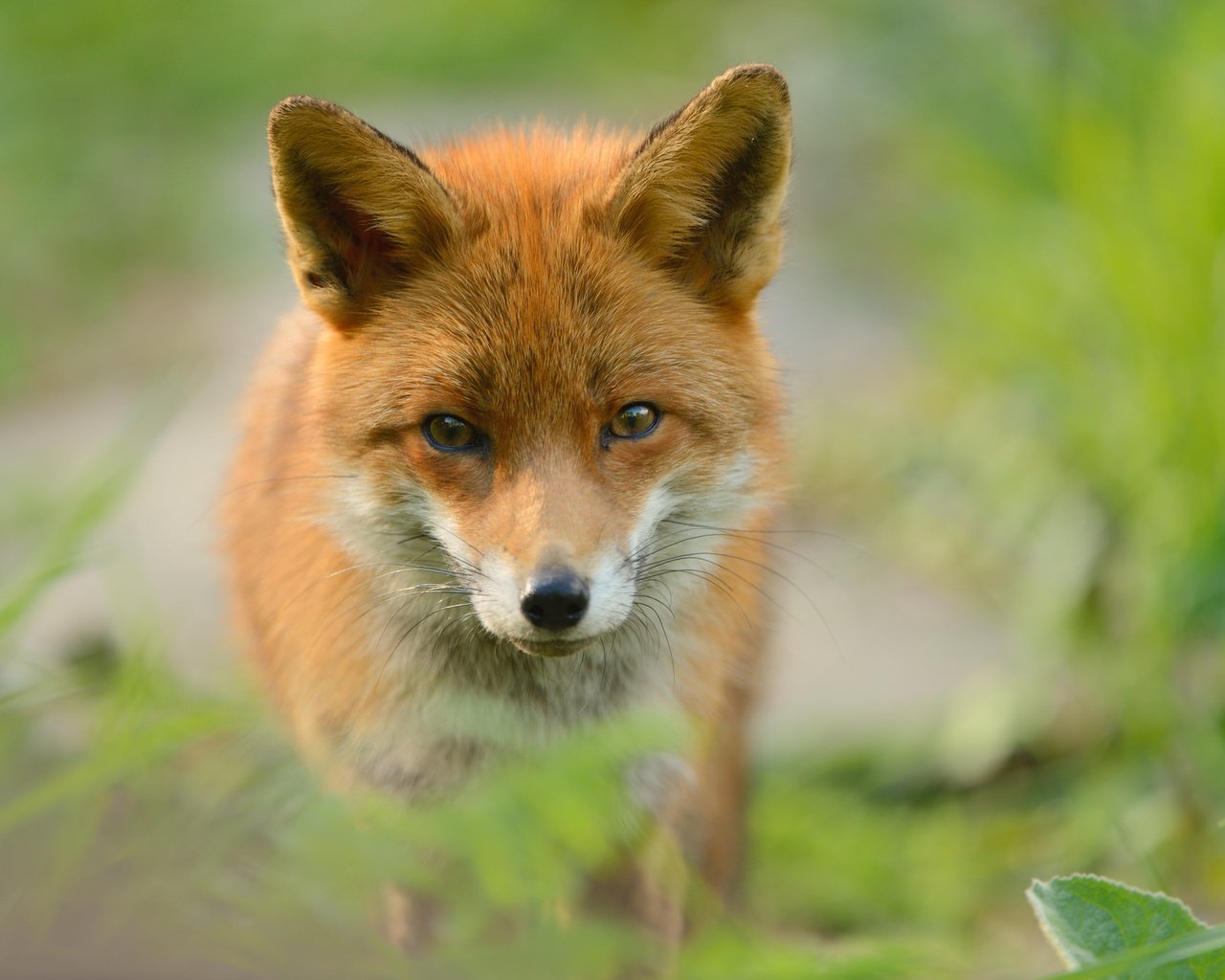 Обои рыжая, лиса, хищник, red, fox, predator разрешение 2048x1367 Загрузить