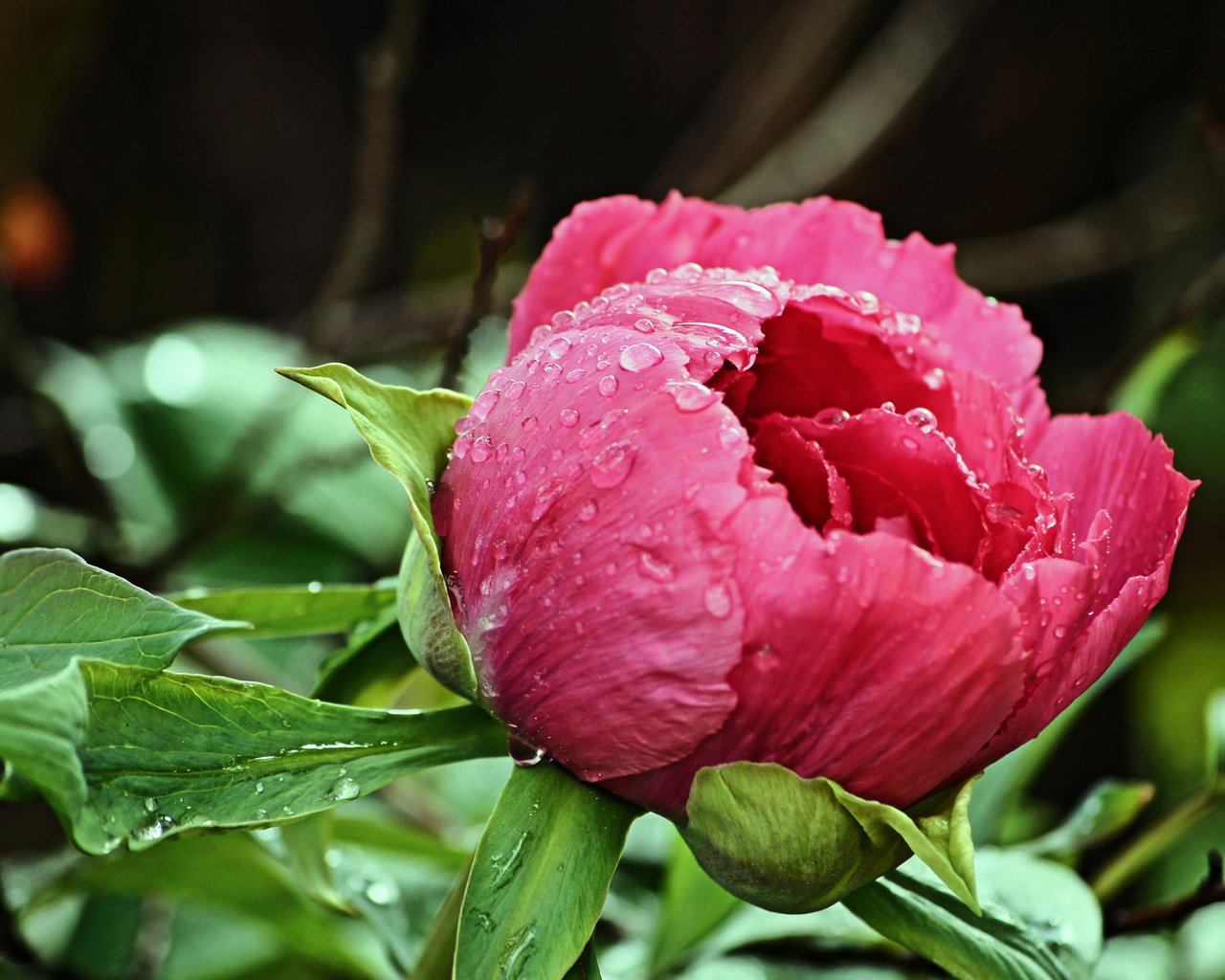 Обои капли, бутон, розовый, пион, после дождя, drops, bud, pink, peony, after the rain разрешение 2048x1363 Загрузить