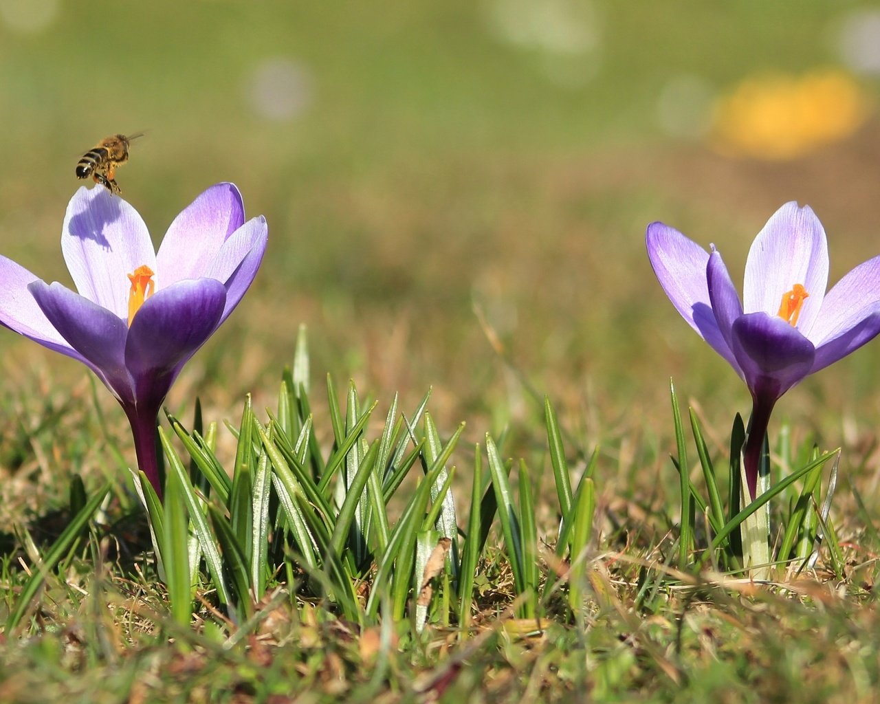 Обои весна, пчела, крокусы, spring, bee, crocuses разрешение 2000x1297 Загрузить