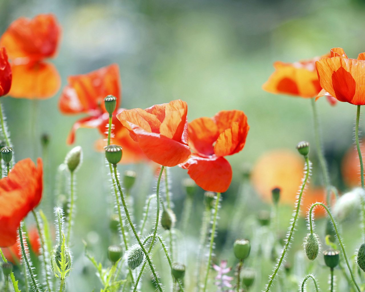 Обои трава, природа, поле, лепестки, маки, луг, grass, nature, field, petals, maki, meadow разрешение 3840x2160 Загрузить