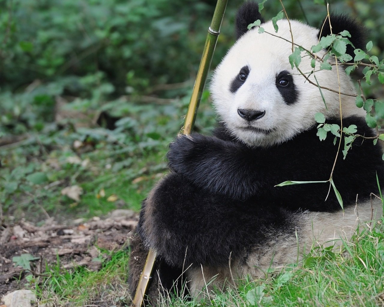 Обои панда, малыш, милый, panda, baby, cute разрешение 2200x1414 Загрузить