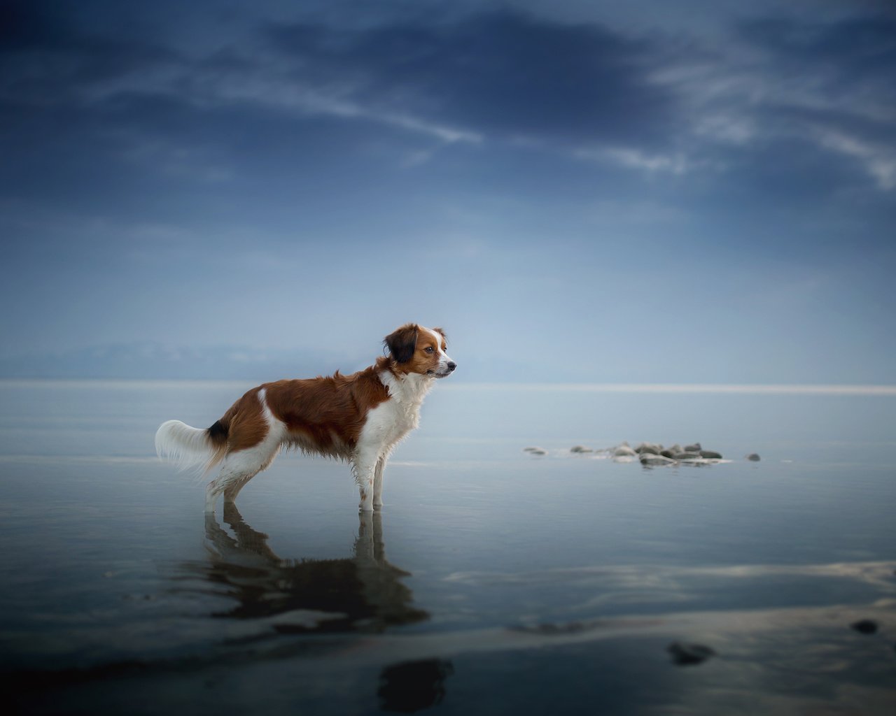 Обои море, взгляд, собака, друг, sea, look, dog, each разрешение 2048x1365 Загрузить
