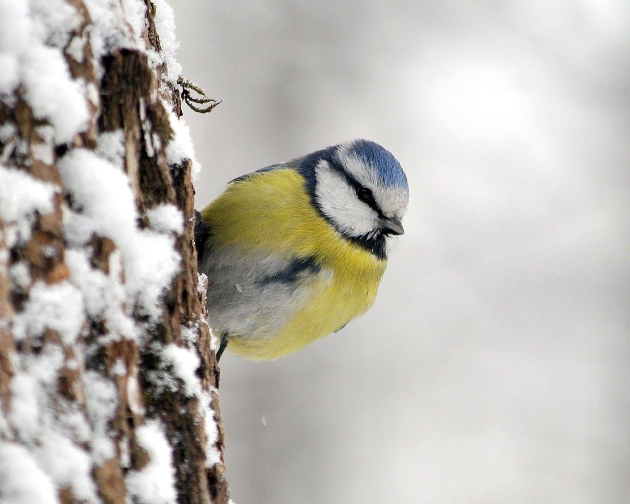 Обои птица, синица, лазоревка, bird, tit, blue tit разрешение 1920x1272 Загрузить