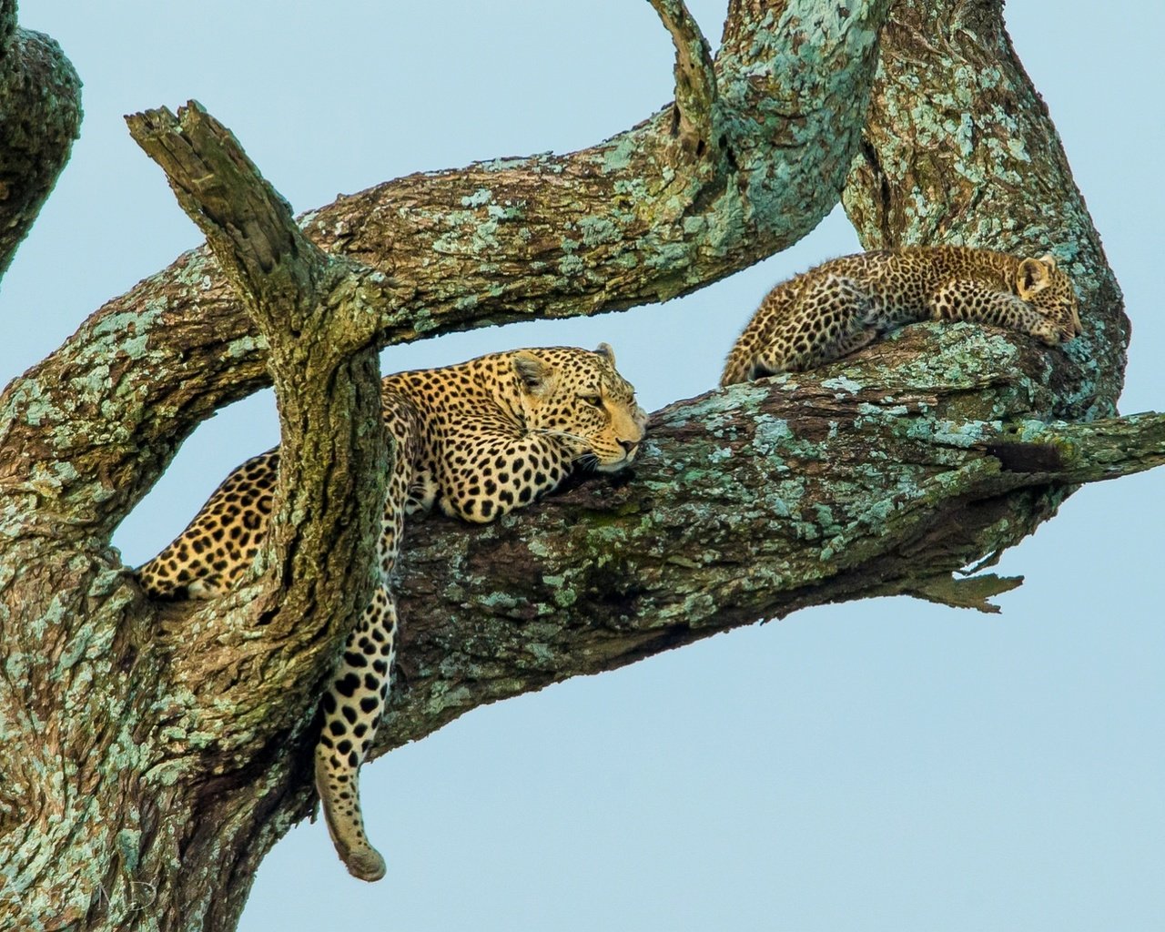 Обои дерево, отдых, малыш, леопарды, tree, stay, baby, leopards разрешение 1950x1096 Загрузить
