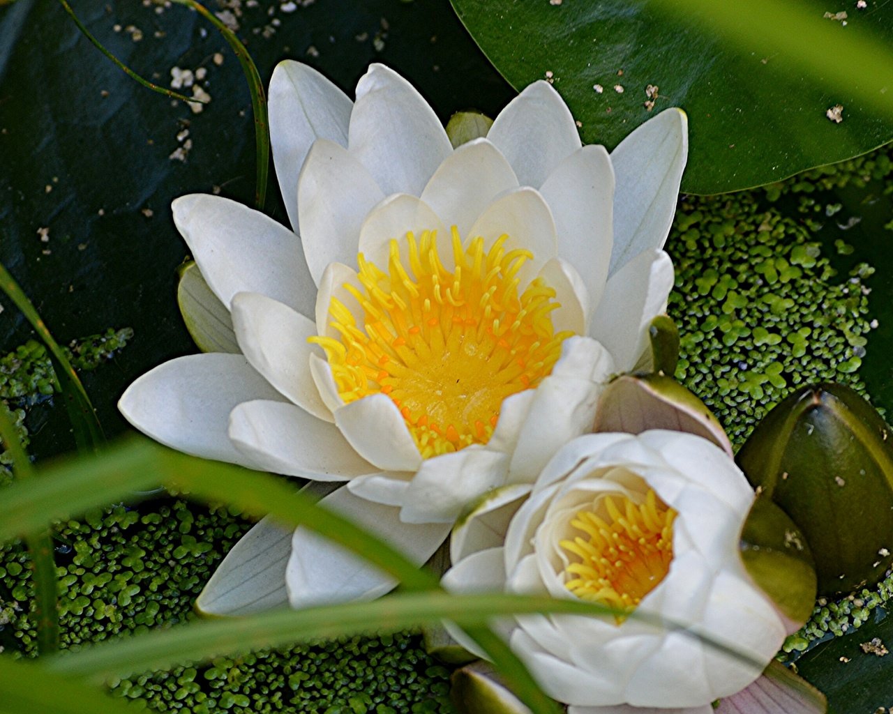 Обои цветы, макро, лилия, кувшинка, нимфея, водяная лилия, flowers, macro, lily, nymphaeum, water lily разрешение 2048x1362 Загрузить