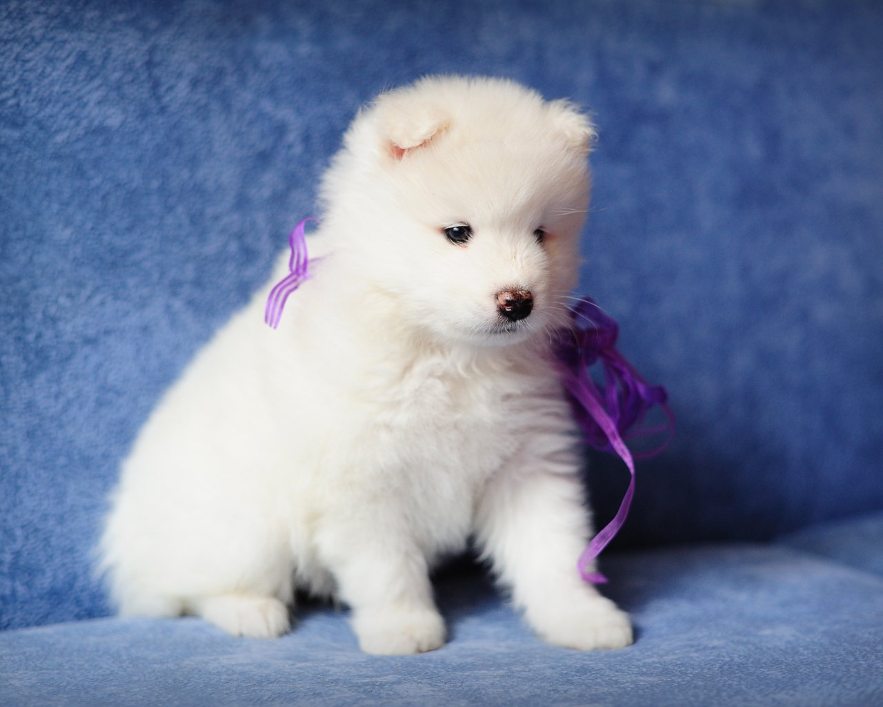 Обои собака, щенок, самоед, dog, puppy, samoyed разрешение 4256x2832 Загрузить