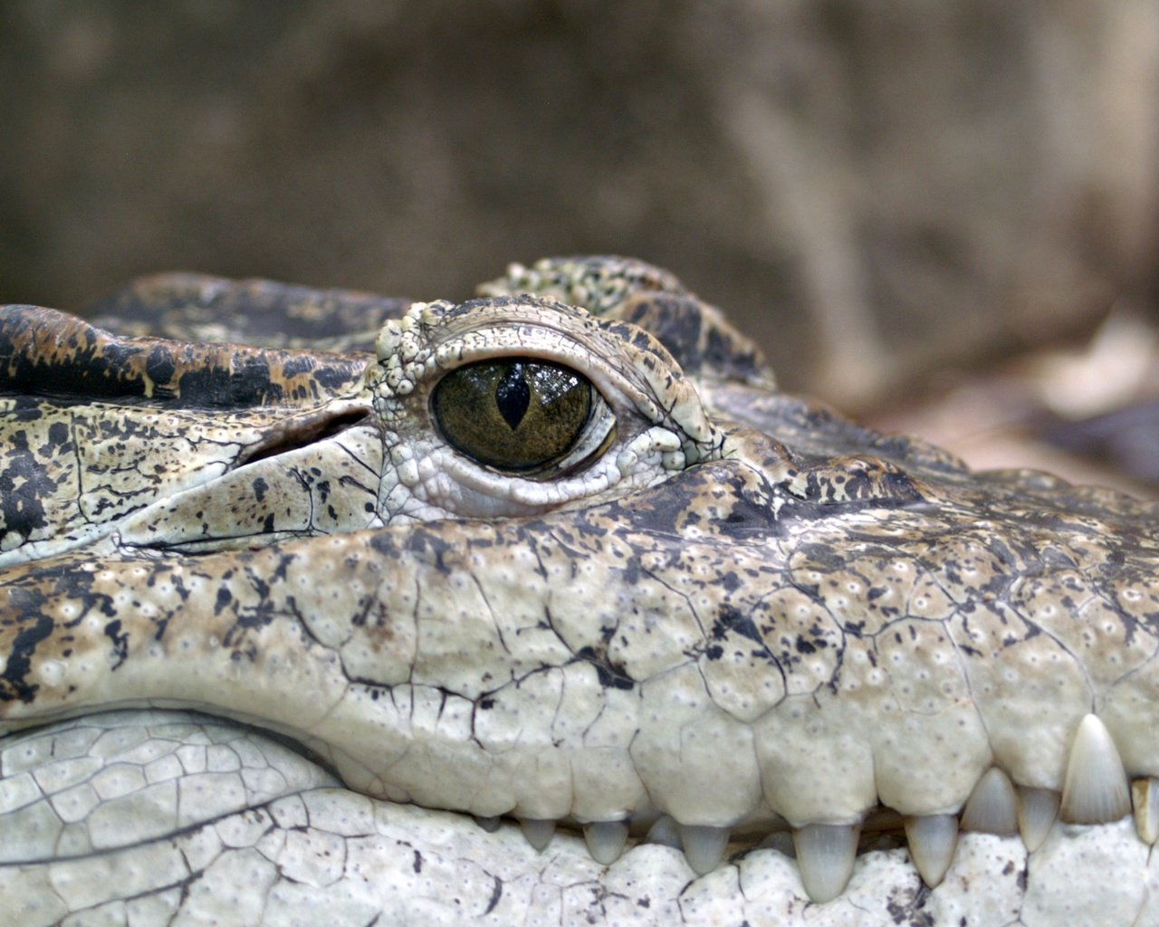 Обои крокодил, рептилия, чешуйки, пресмыкающееся, аллигатор, crocodile, reptile, scales, alligator разрешение 2866x1725 Загрузить