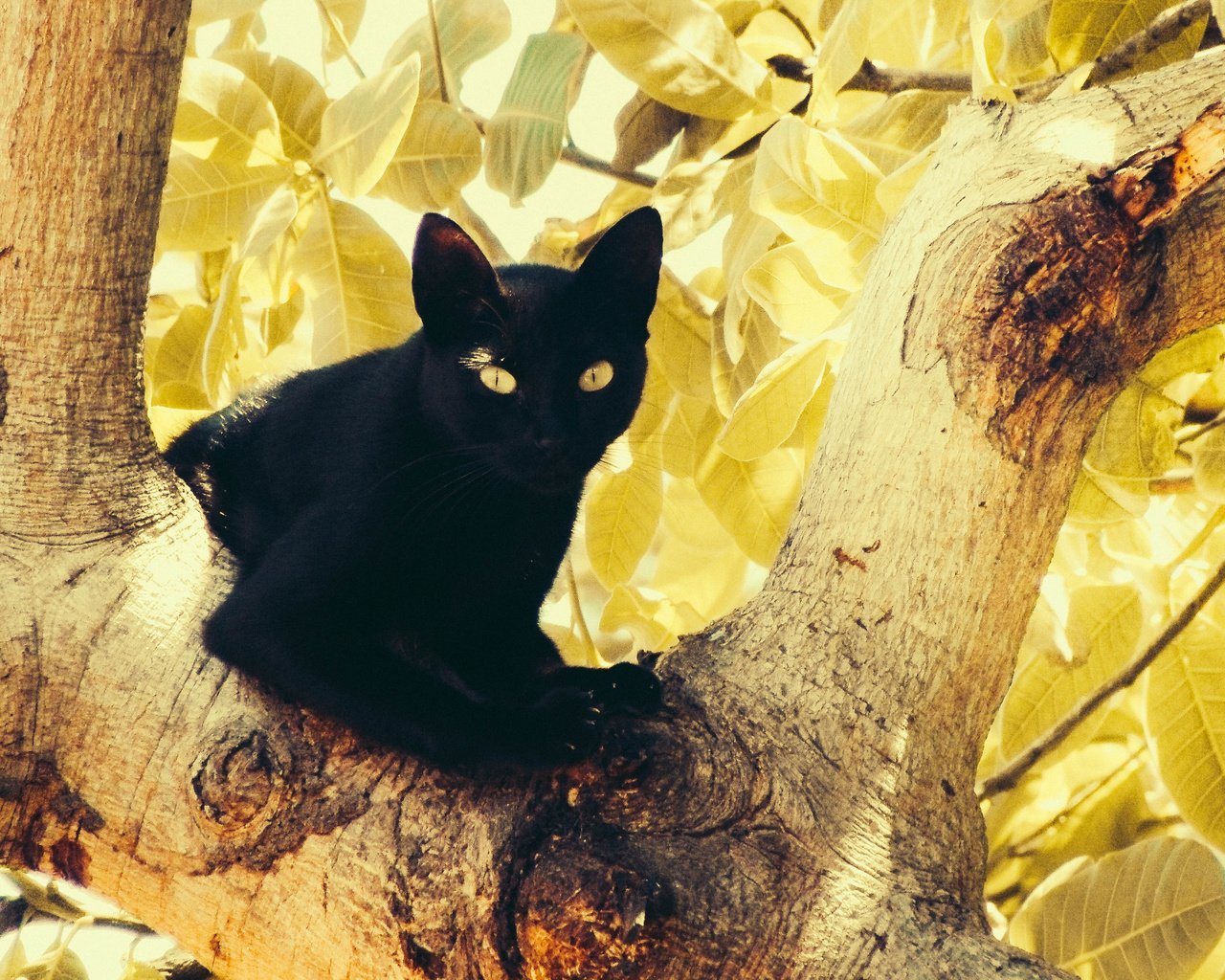 Обои глаза, дерево, листья, кот, кошка, черный, eyes, tree, leaves, cat, black разрешение 4320x2880 Загрузить