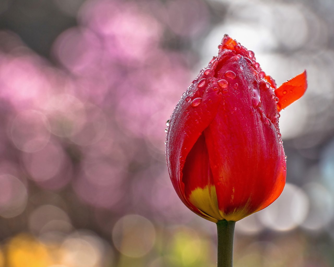 Обои цветы, фон, цветок, капли, тюльпаны, тюльпан, flowers, background, flower, drops, tulips, tulip разрешение 5141x3423 Загрузить