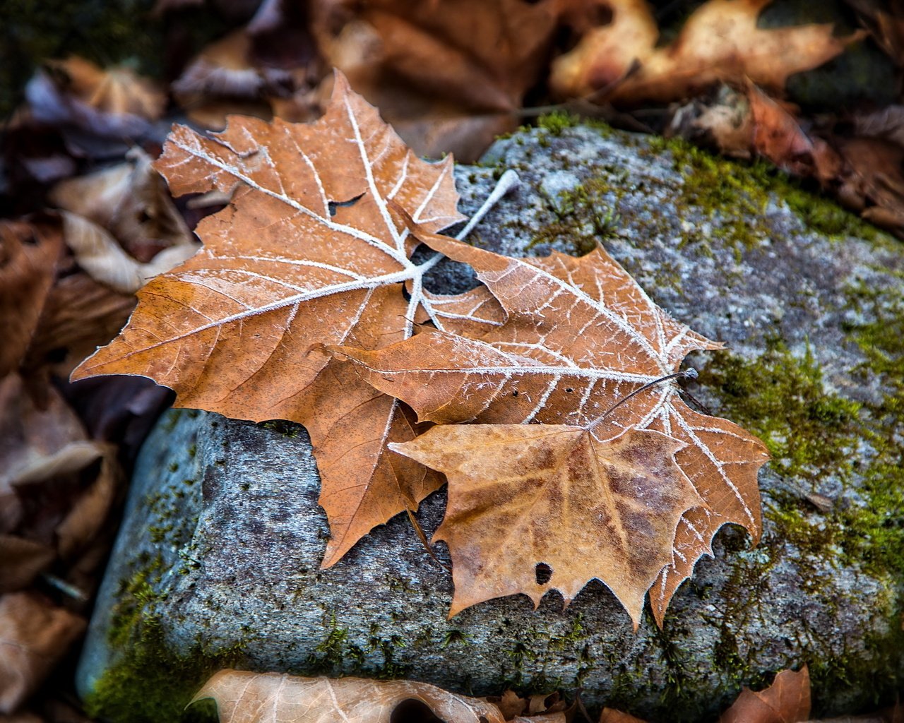 Обои природа, листья, осень, камень, кленовый лист, осенние листья, nature, leaves, autumn, stone, maple leaf, autumn leaves разрешение 2560x1592 Загрузить