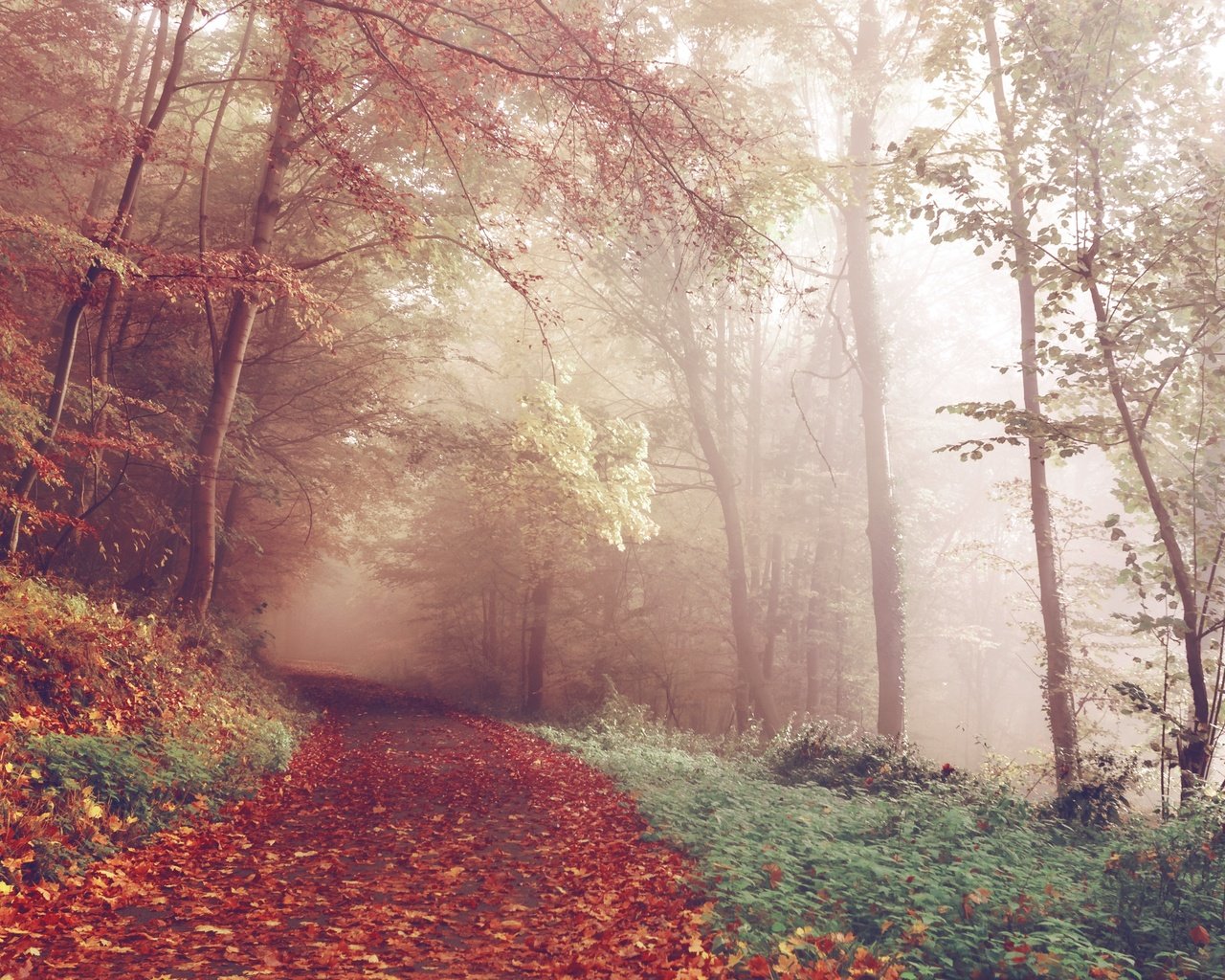 Обои дорога, деревья, лес, туман, осень, красные листья, германия, road, trees, forest, fog, autumn, red leaves, germany разрешение 4616x2699 Загрузить